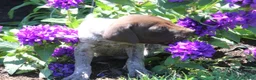 German Shorthaired Pointer dogs for sale: Tebow  - Ad 3