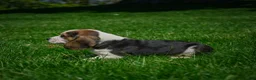 Beagle dogs for sale: Nicky - Ad 5