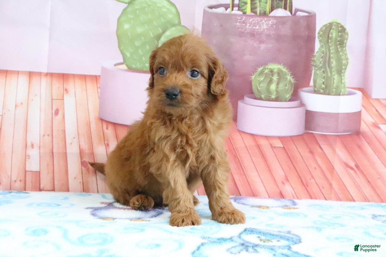 Mini Goldendoodle dogs Phoenix - Ad 2