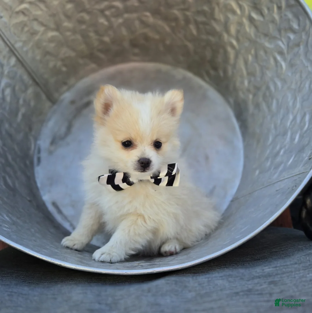 Pomeranian dogs for sale: Sidney - Ad 1
