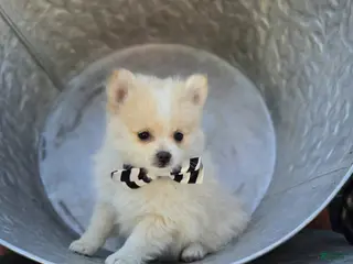 Pomeranian dogs for sale: Sidney - Ad 4