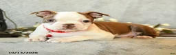 Boston Terrier dogs for sale: Chocolate - Ad 4