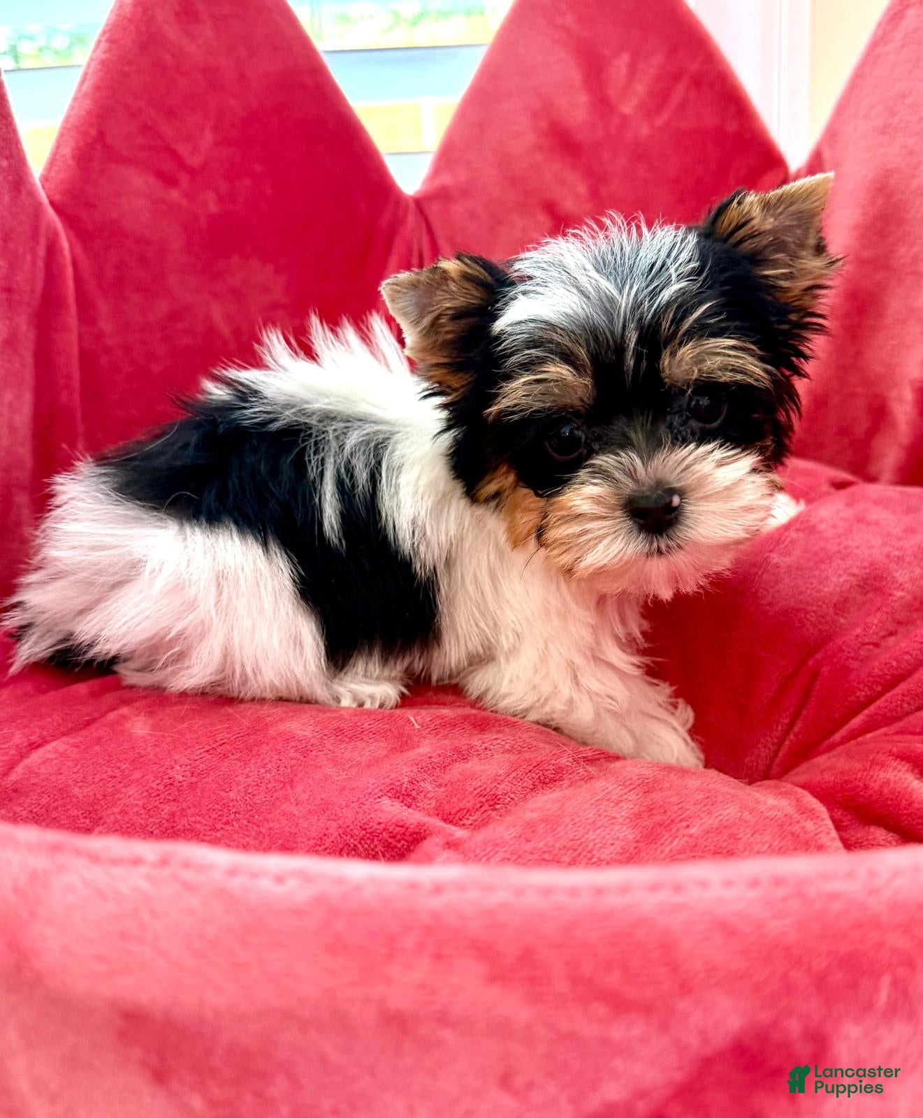 Biewer Terrier dogs Biewer Terrier 2 - Ad 2