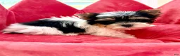 Biewer Terrier dogs for sale: Biewer Terrier 2 - Ad 2