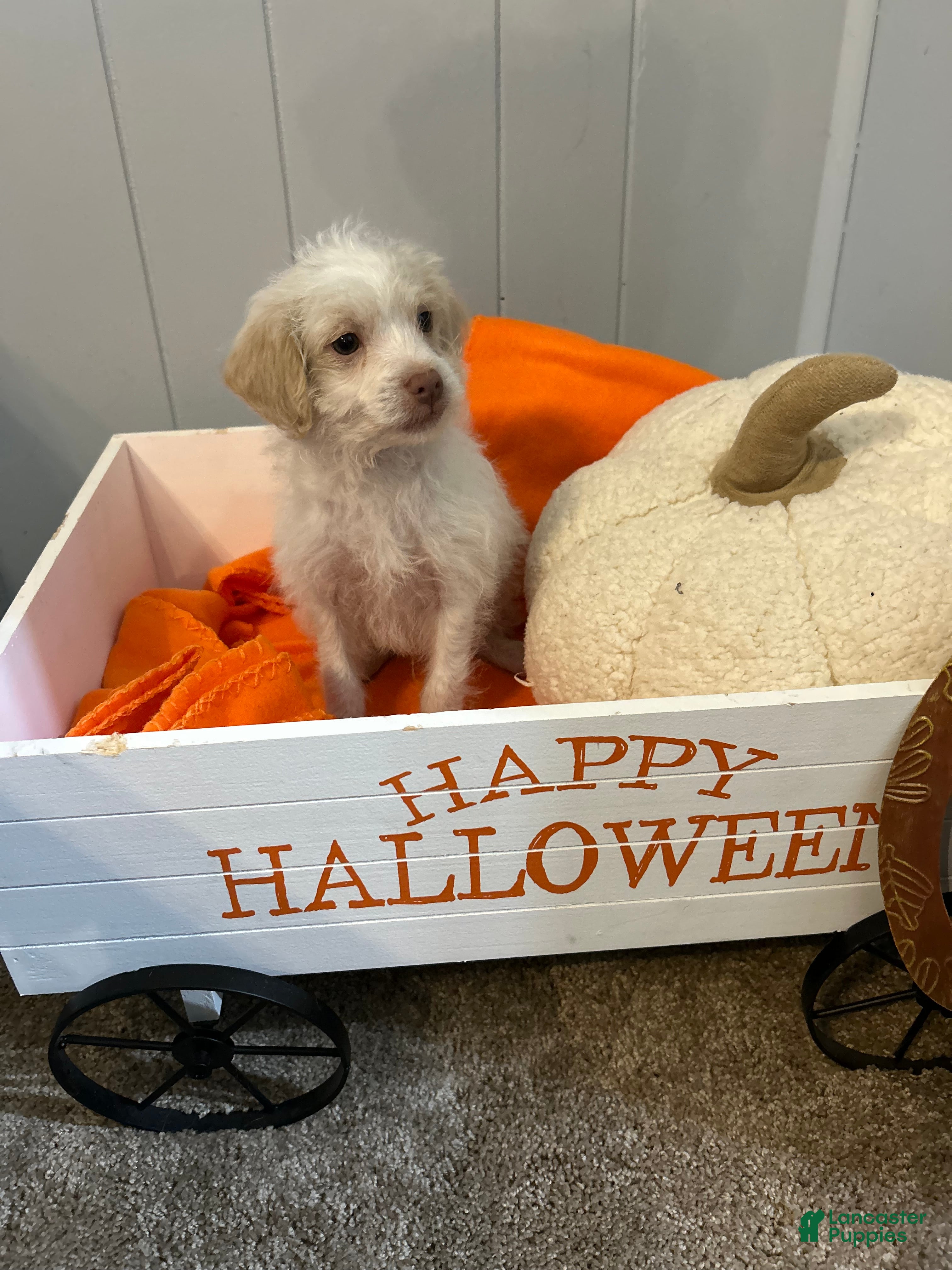 Shihpoo dogs AJ - Ad 19