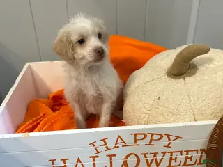 Shihpoo dogs AJ - Ad 19