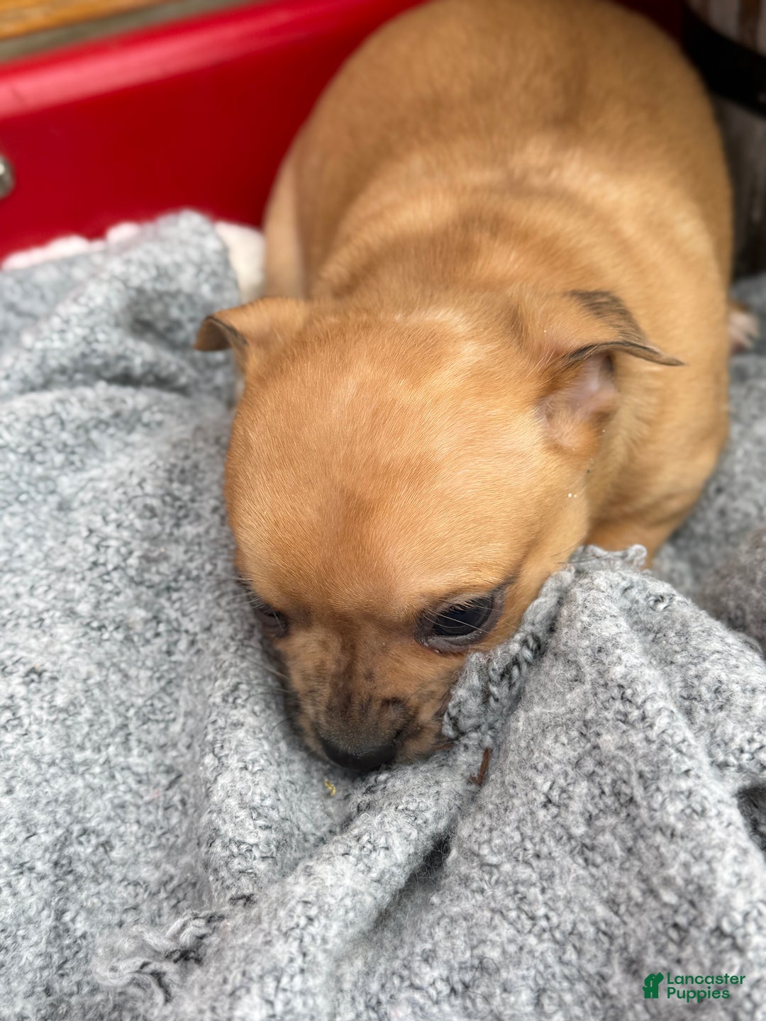 Chihuahua dogs for sale: Cocoa - Ad 8
