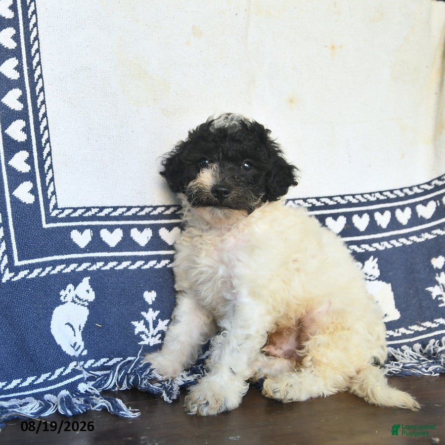 Miniature Labradoodle dogs Rowan  - Ad 1