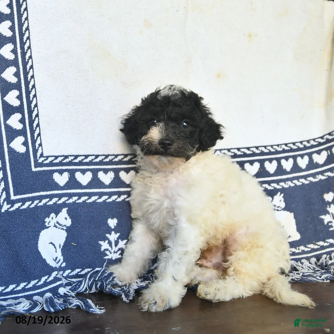 Miniature Labradoodle dogs for sale: Rowan  - Ad 1