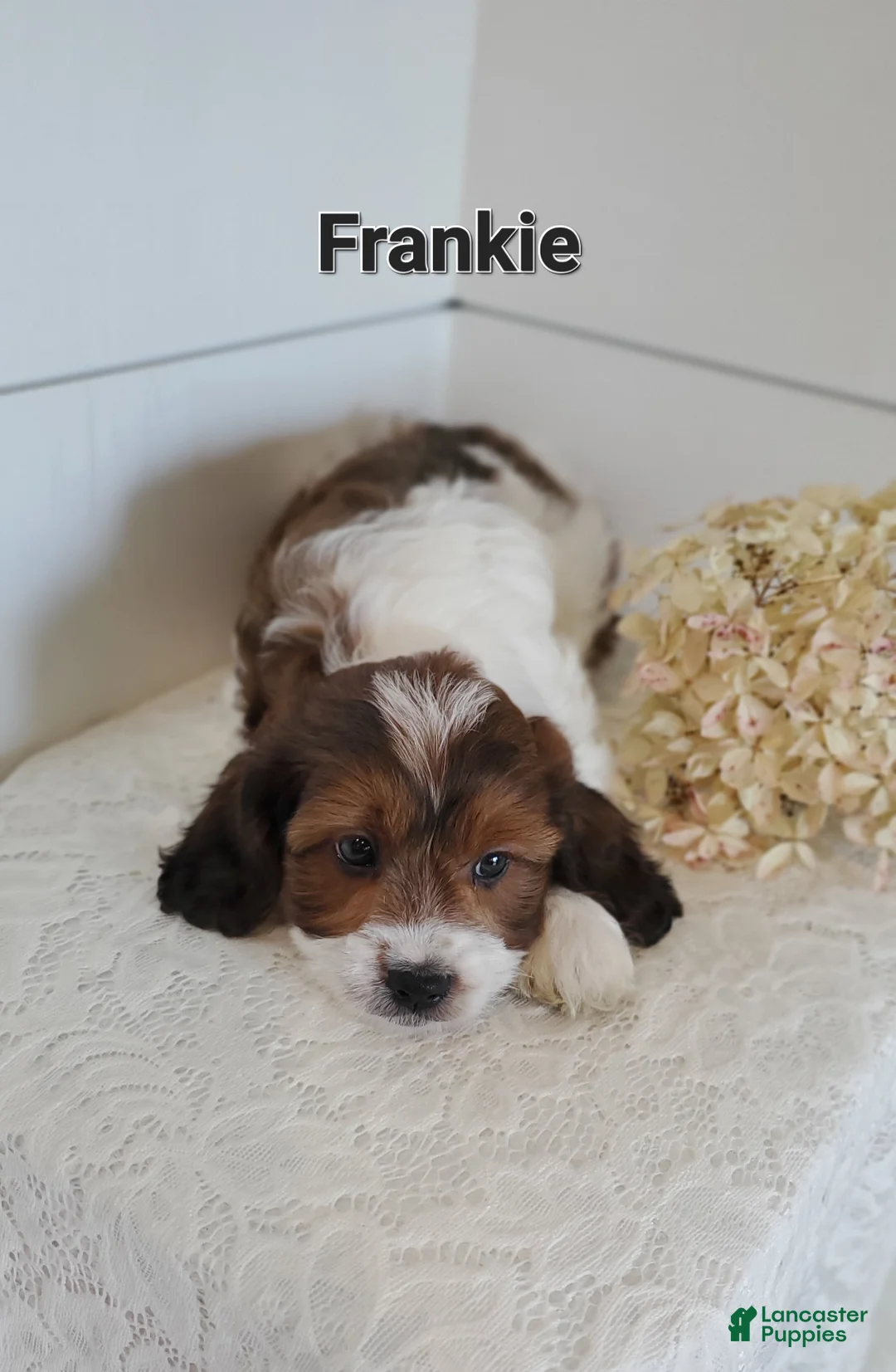 Cavapoo dogs for sale: Frankie - Ad 2