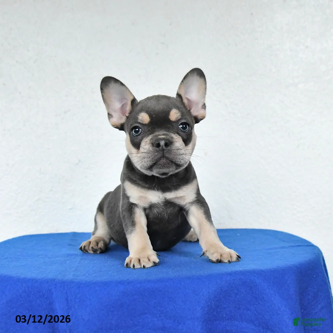 French Bulldog dogs for sale: Beauty - Ad 1
