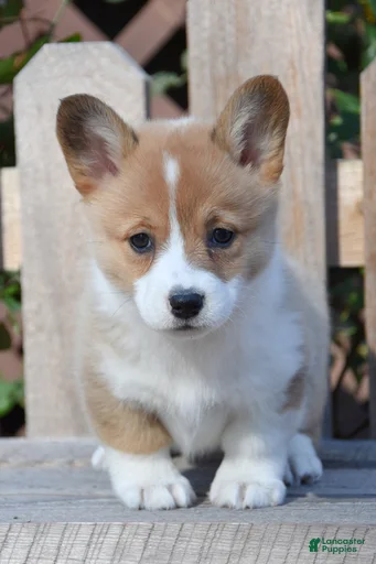 Gallery Image {{count}}