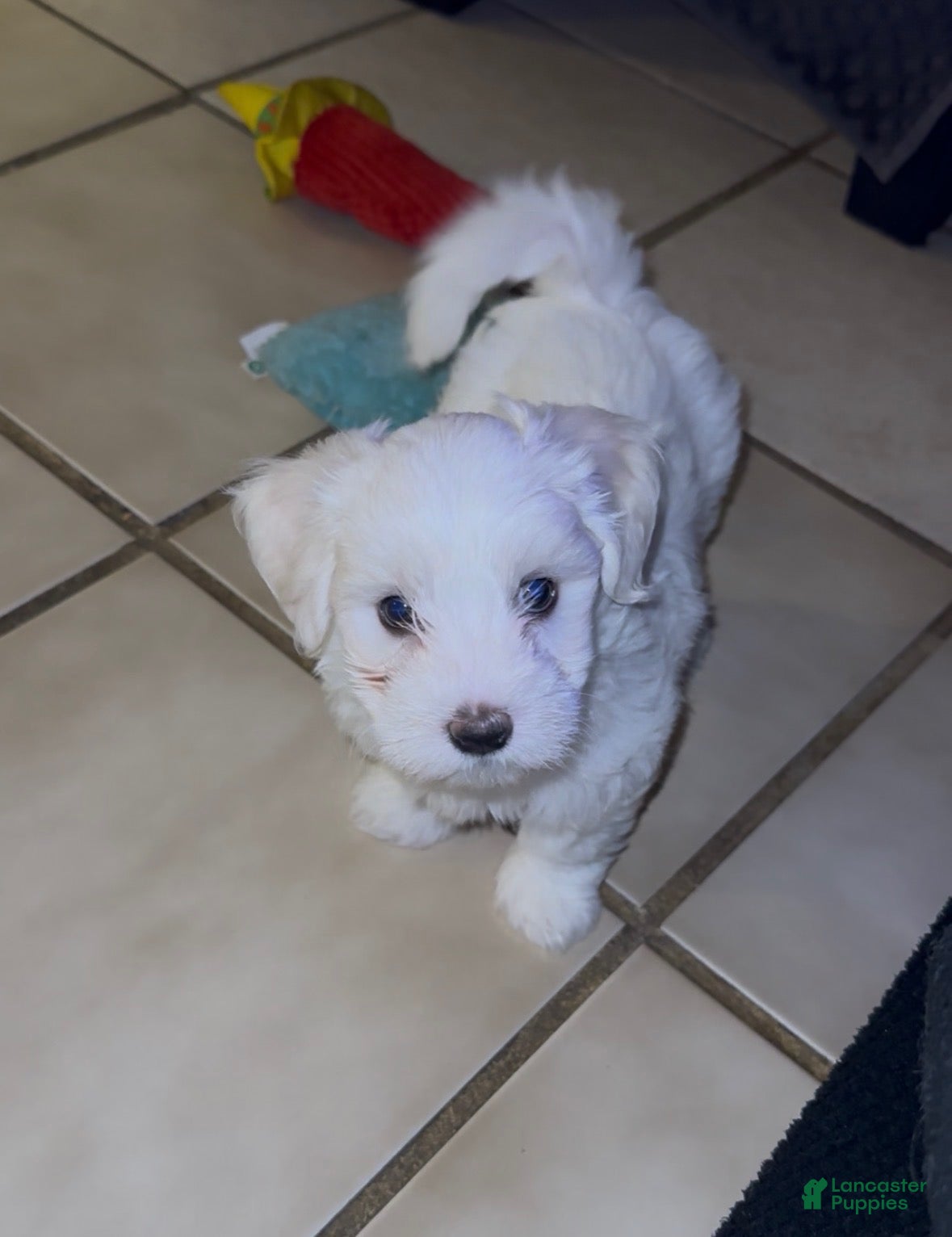 Maltese dogs for sale: Maltese 1 - Ad 41