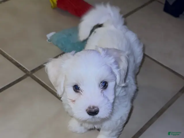 Maltese dogs for sale: Maltese 1 - Ad 41