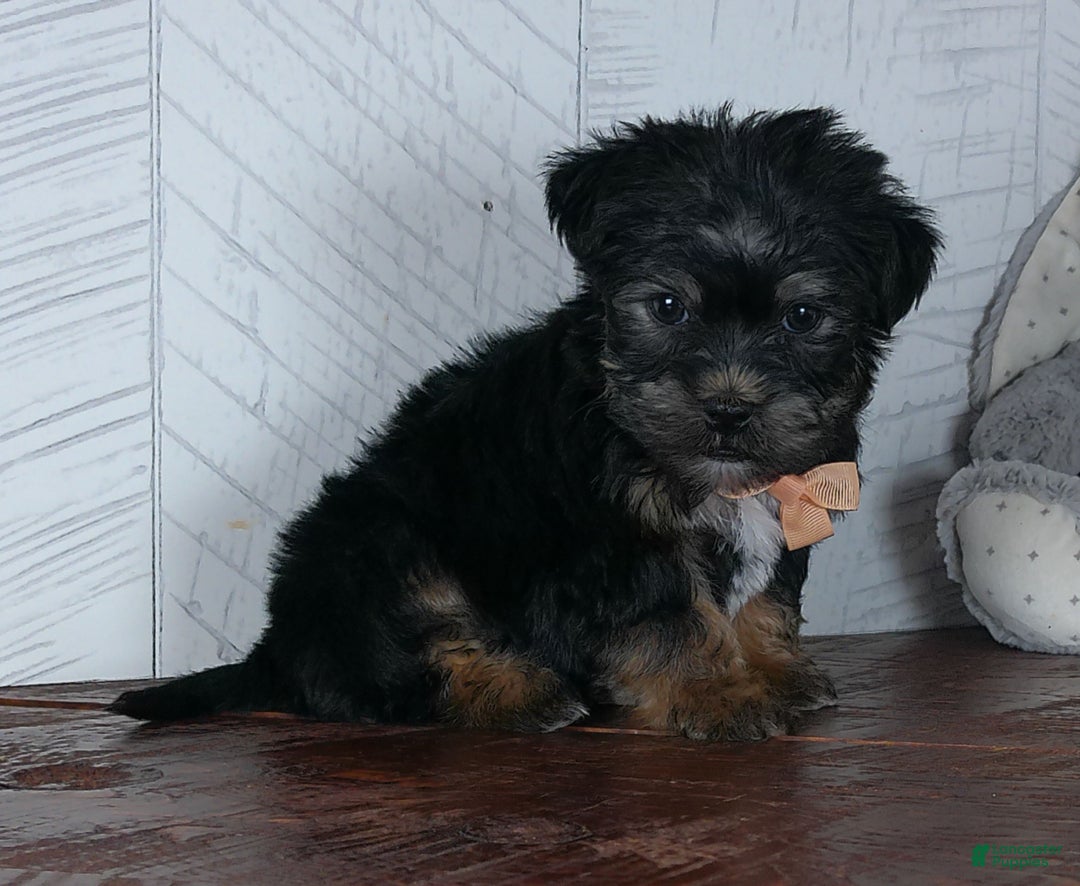 Shorkie dogs for sale: Bandit - Ad 7