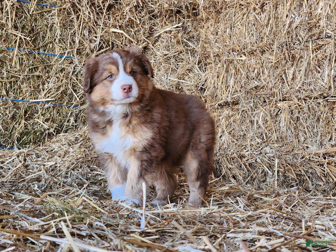 Mixed Breed dogs for sale: Kaya - Ad 4