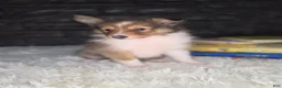 Shetland Sheepdog dogs for sale: Kelso - Ad 8