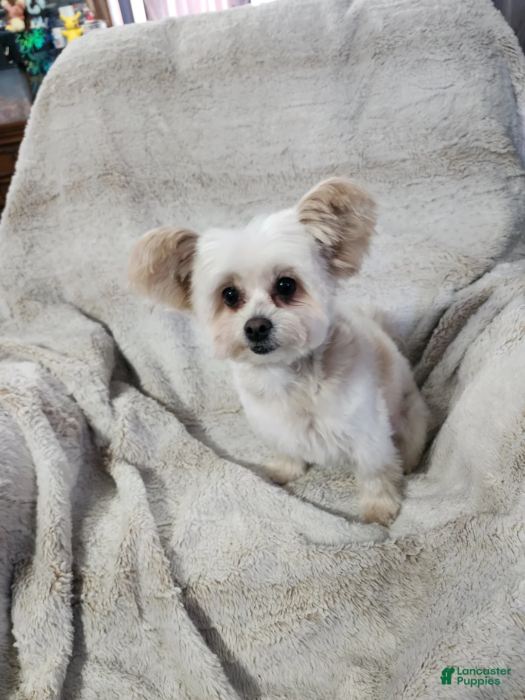 Pomapoo dogs for sale: Chole - Ad 6