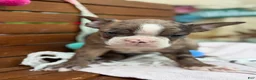 Boston Terrier dogs for sale: Kenny - Ad 21