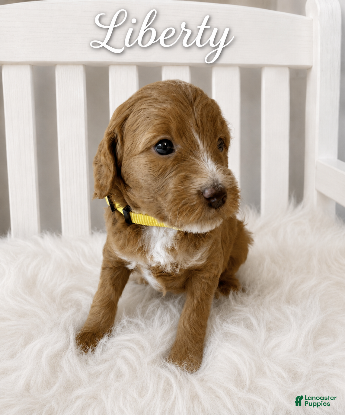 Mini Goldendoodle dogs Liberty - Ad 2