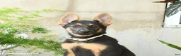 German Shepherd dogs for sale: Nutmeg - Ad 8