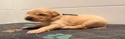 Golden Retriever dogs for sale: Golden Blue Olie - Ad 2