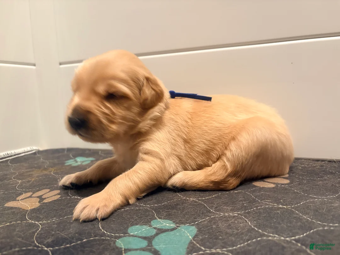 Golden Retriever dogs for sale: Golden Blue Olie - Ad 2