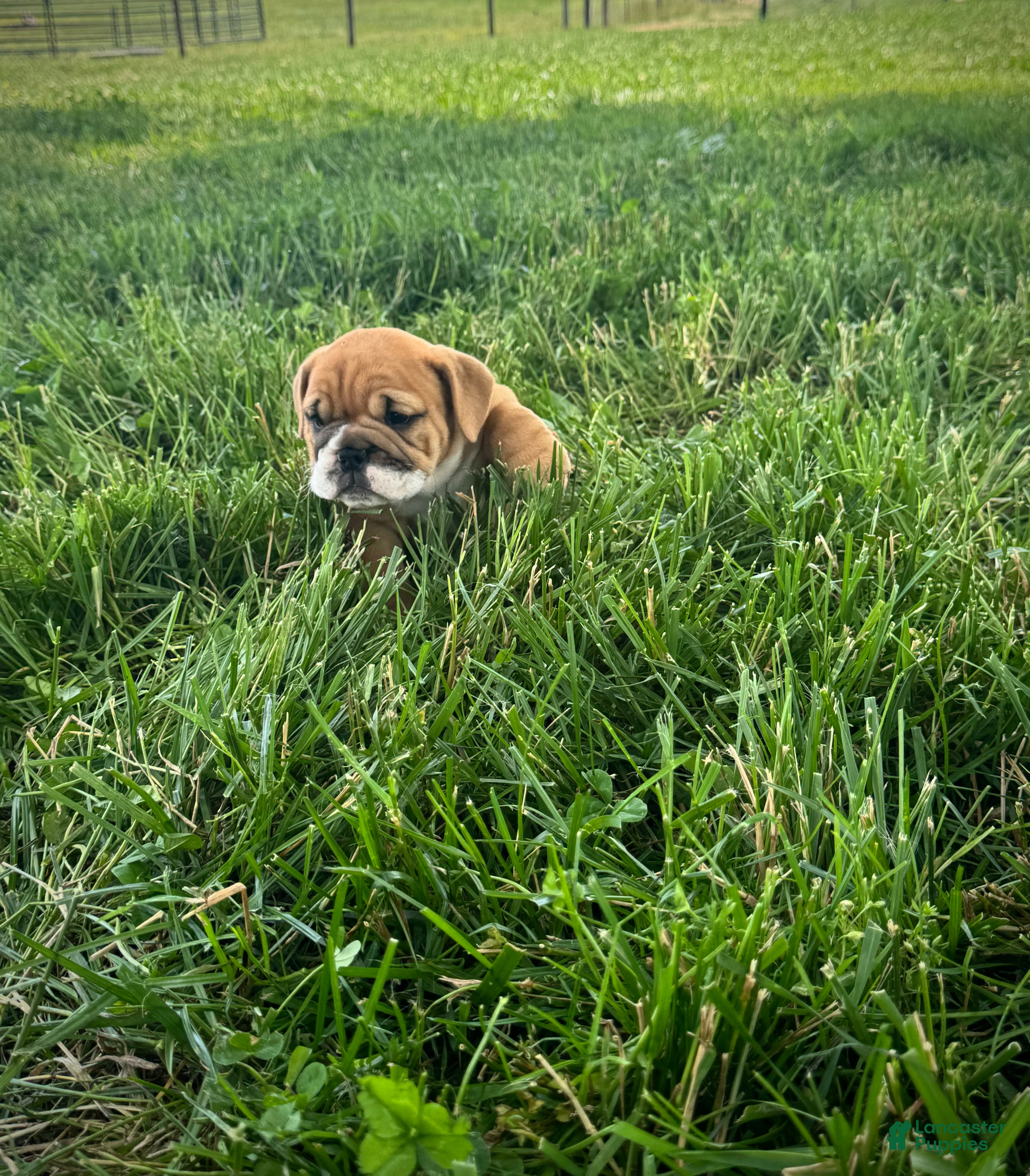 English Bulldog dogs Daisy - Ad 2