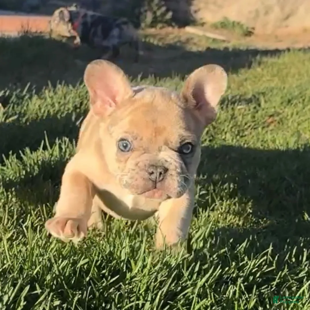 French Bulldog dogs for sale: Breeze - Ad 2