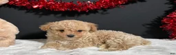 Toy Poodle dogs for sale: Molly - Ad 8