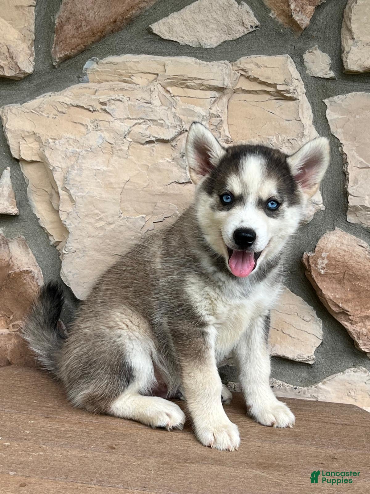 Pomsky dogs Maverick - Ad 1