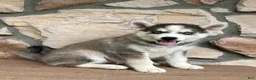 Pomsky dogs for sale: Maverick - Ad 1
