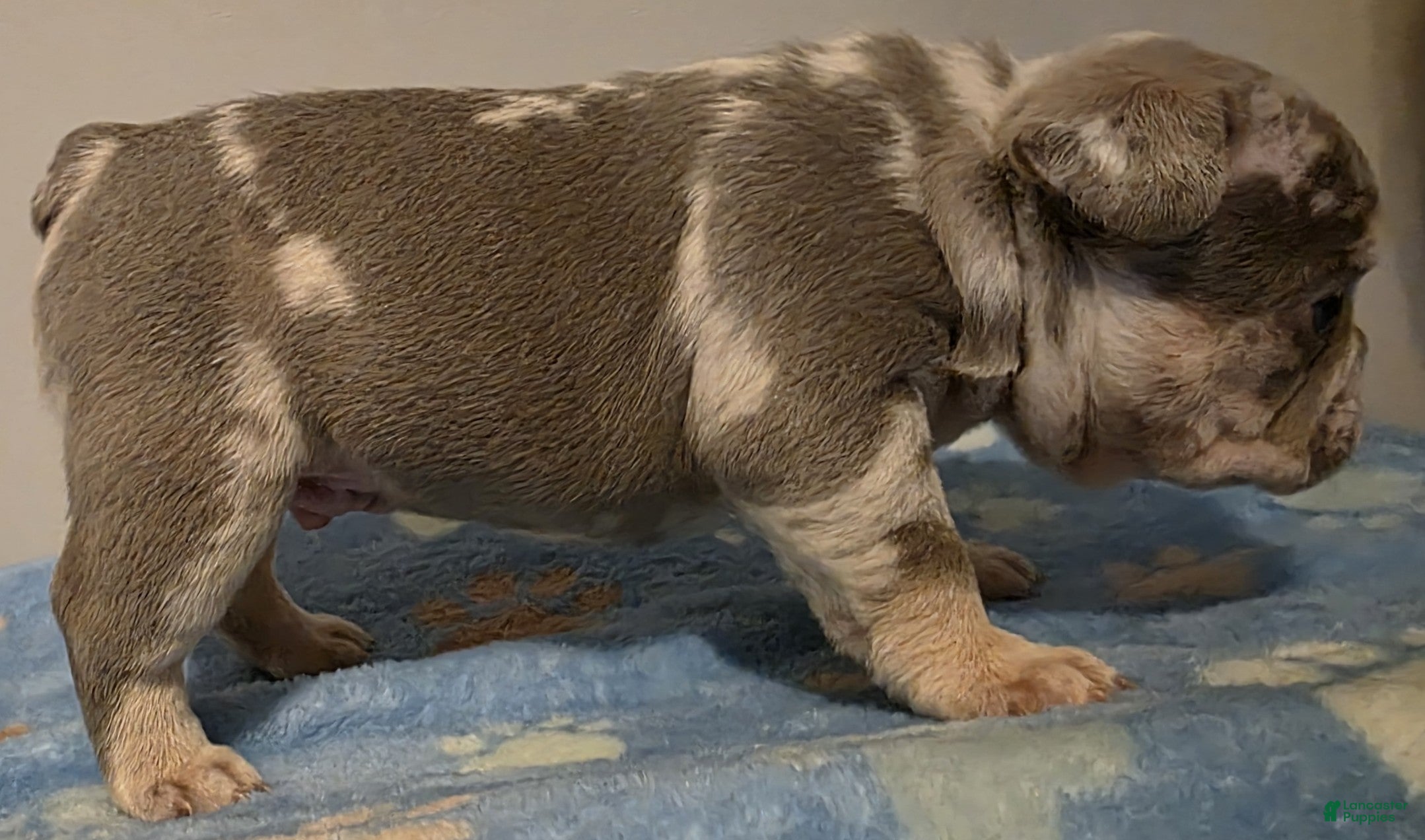 French Bulldog dogs Clover - Ad 2