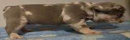 French Bulldog dogs for sale: Clover - Ad 2