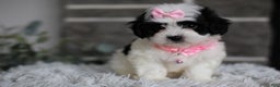 Maltipoo dogs for sale: Bonnie - Ad 16