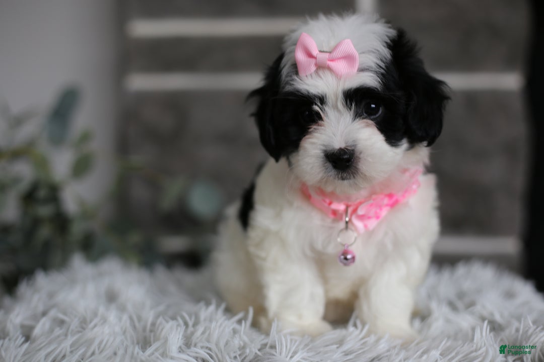 Maltipoo dogs for sale: Bonnie - Ad 16