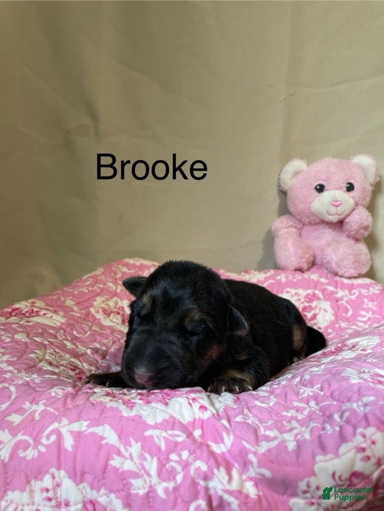 German Shepherd dogs Brooke - Ad 2