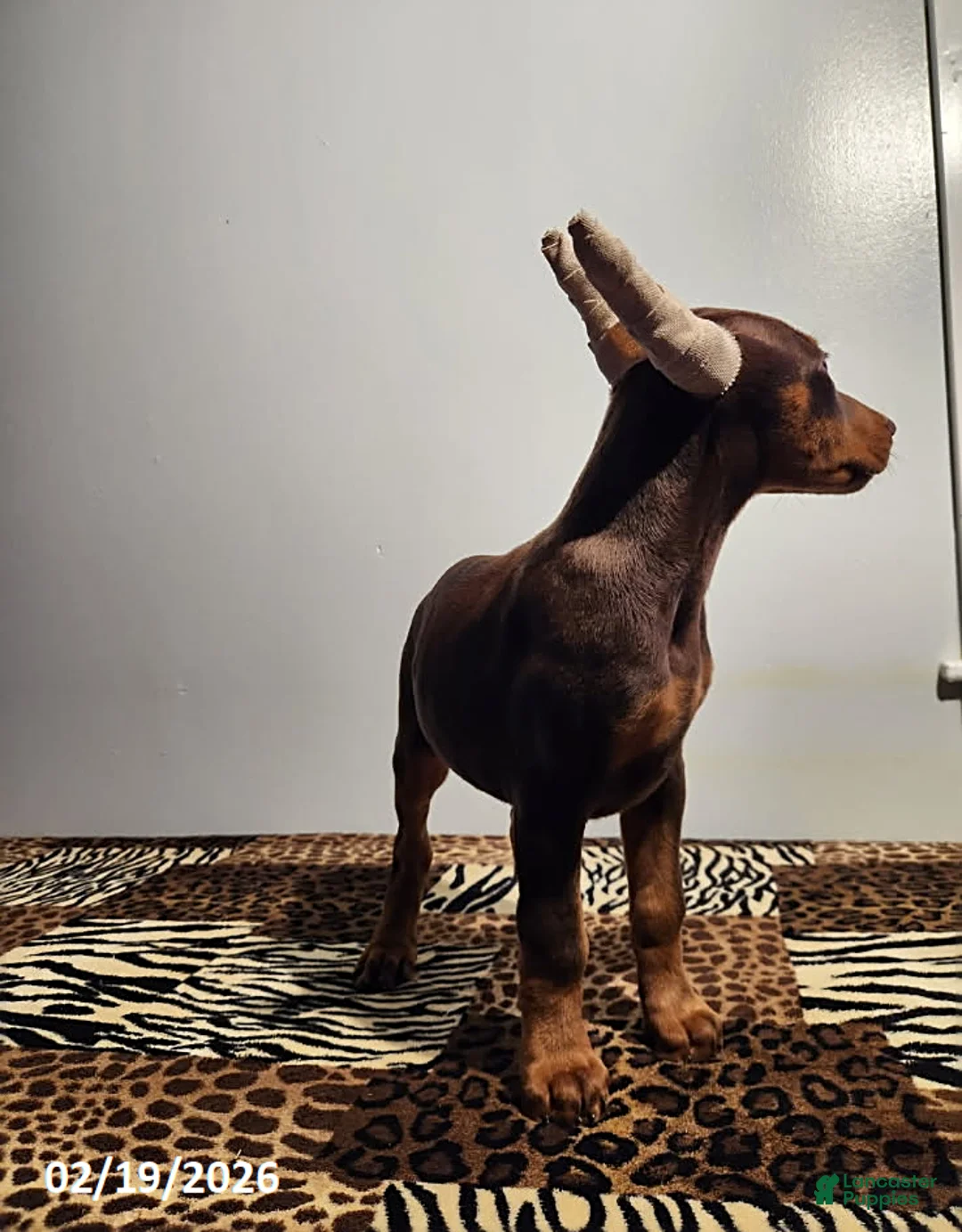 Doberman Pinscher dogs for sale: Rainbow - Ad 5