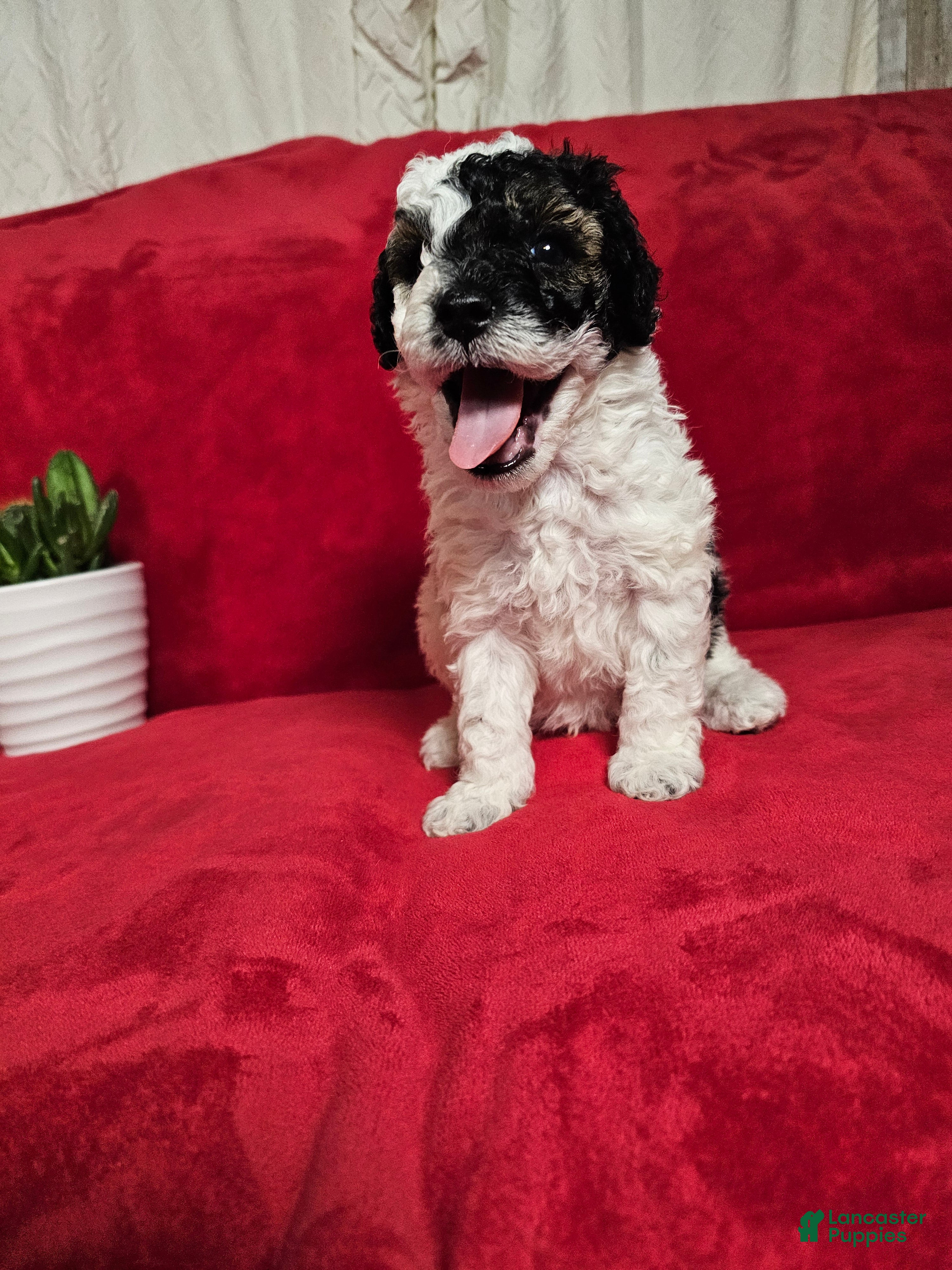 Mini Goldendoodle dogs Basil - Ad 1
