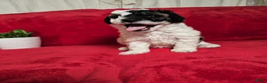 Basil