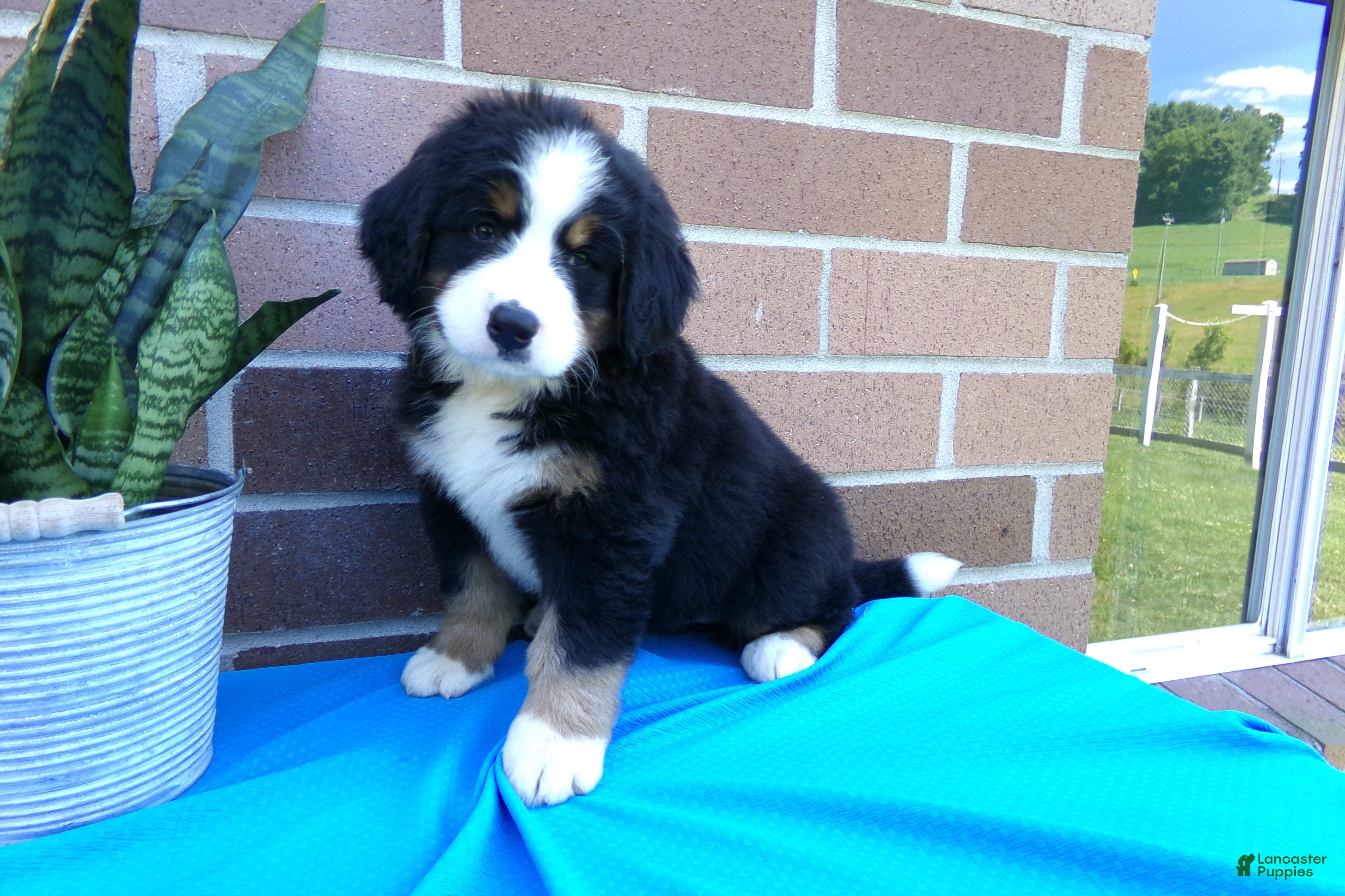 Bernese Mountain Dog dogs Tea Cup - Ad 1