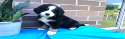Bernese Mountain Dog dogs for sale: Tea Cup - Ad 4