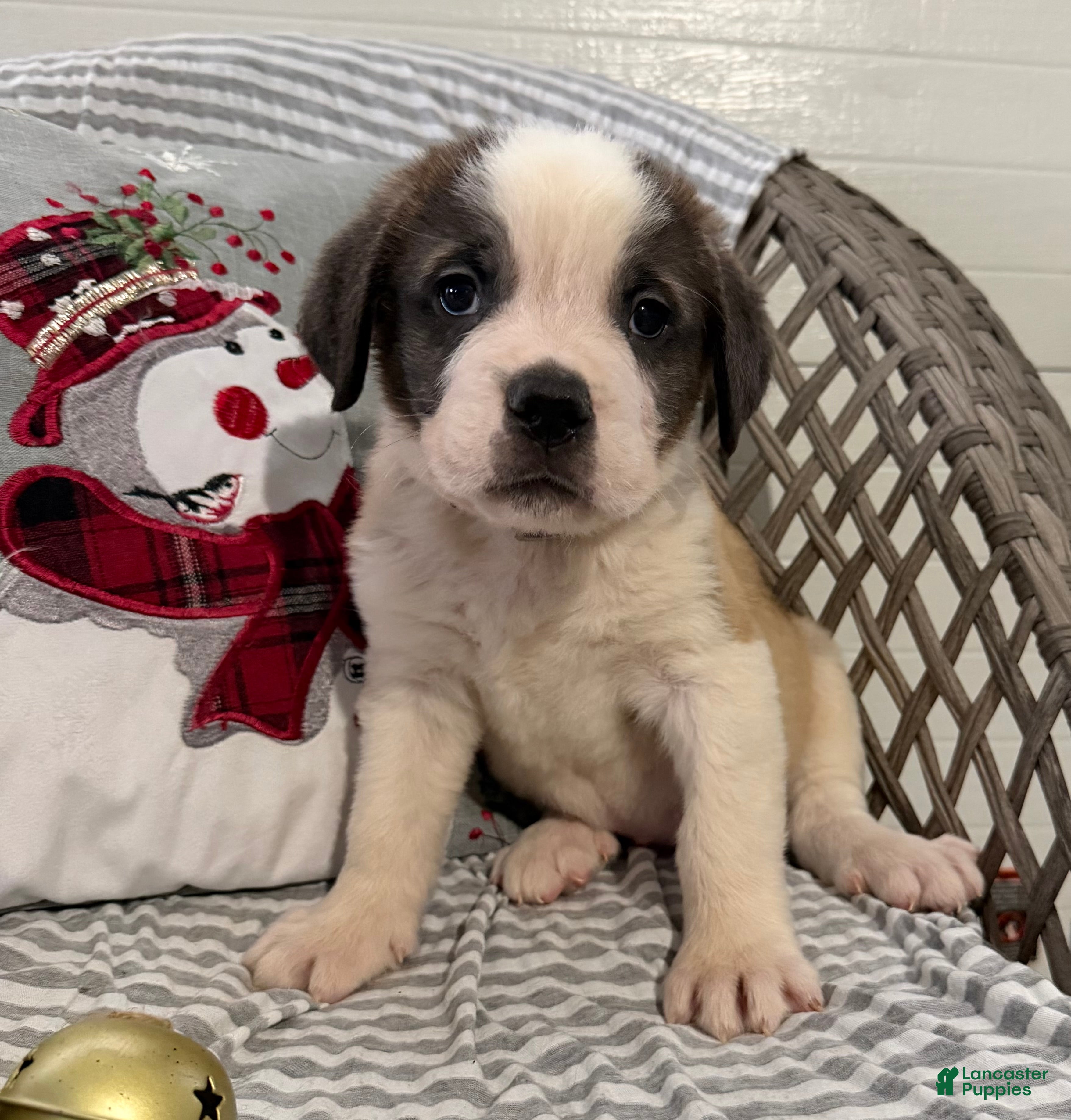 Saint Bernard dogs Rambler - Ad 17