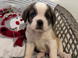 Saint Bernard dogs Rambler - Ad 26