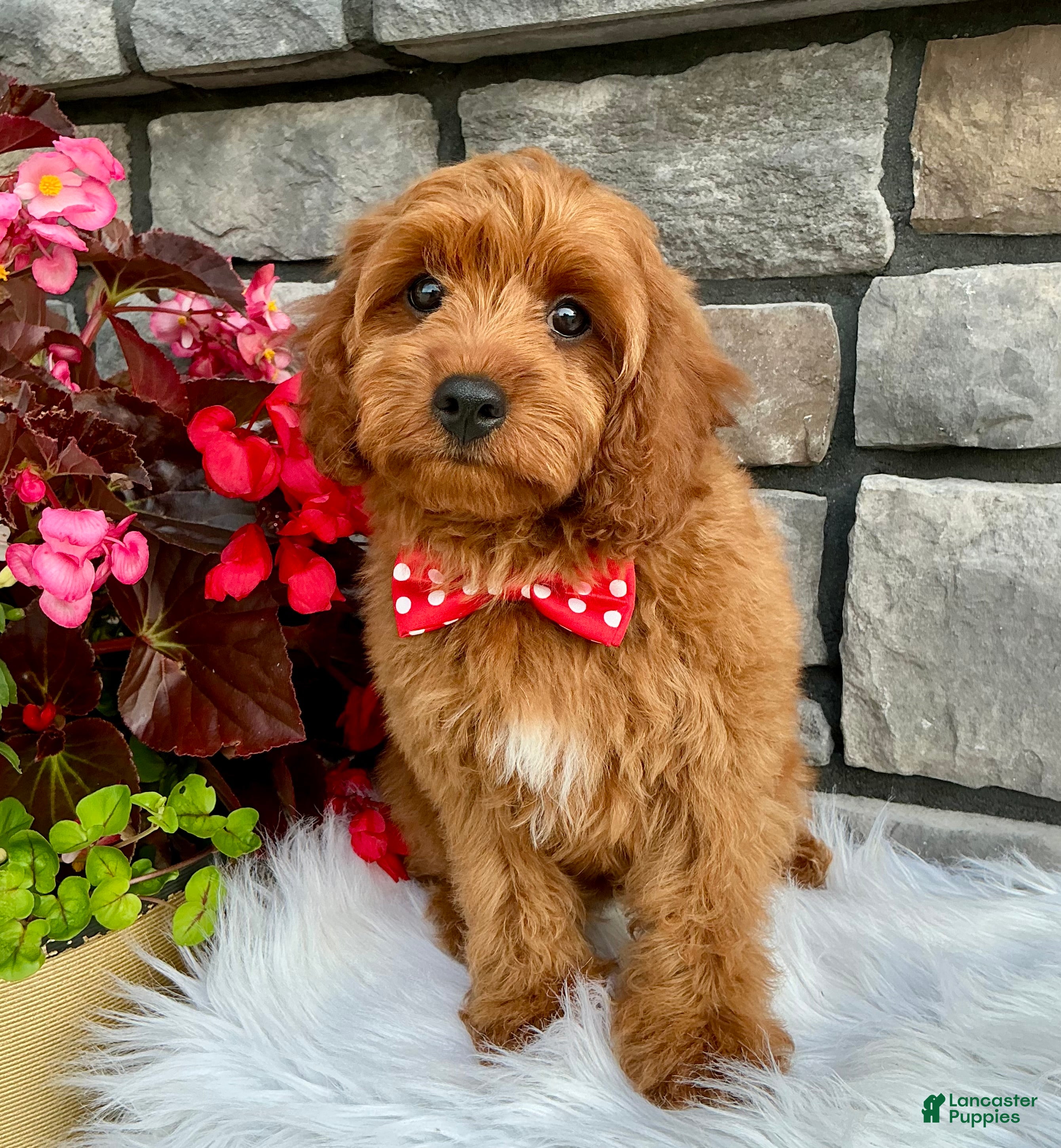 Cavapoo dogs for sale: Lincoln - Ad 3