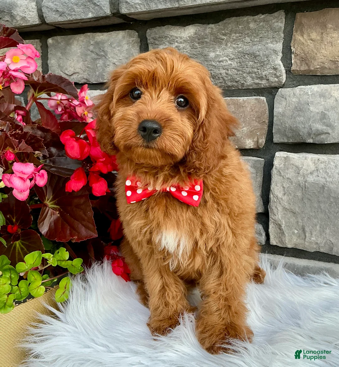 Cavapoo dogs for sale: Lincoln - Ad 1