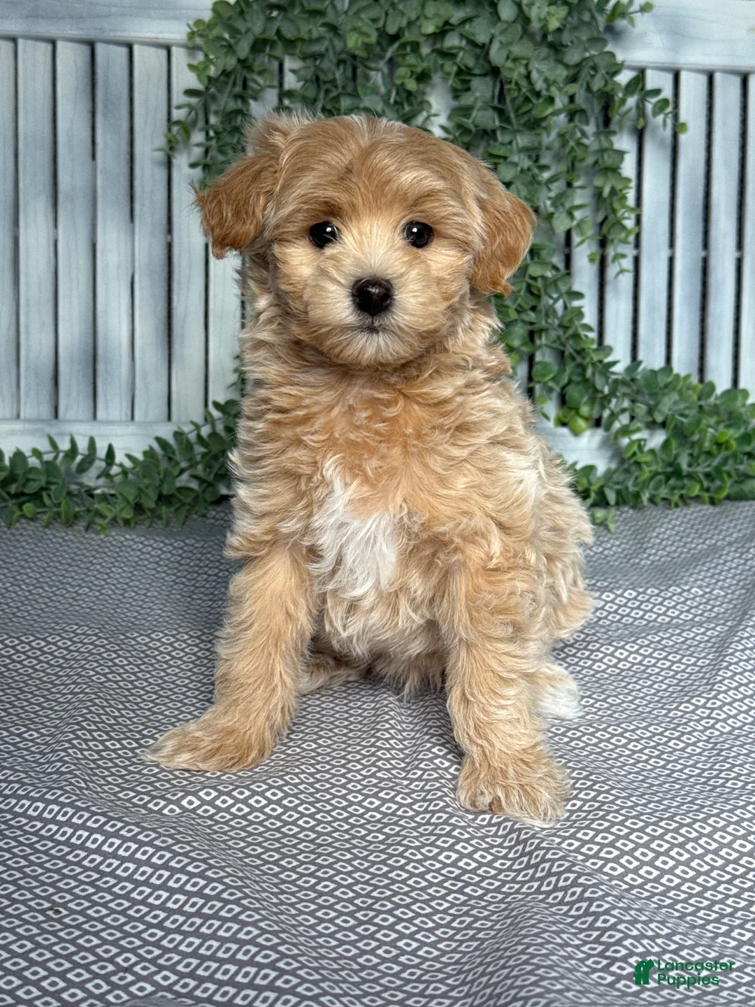 Maltipoo dogs for sale: Miles - Ad 1