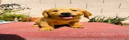 Golden Retriever dogs for sale: Golden Retriever 2 - Ad 1