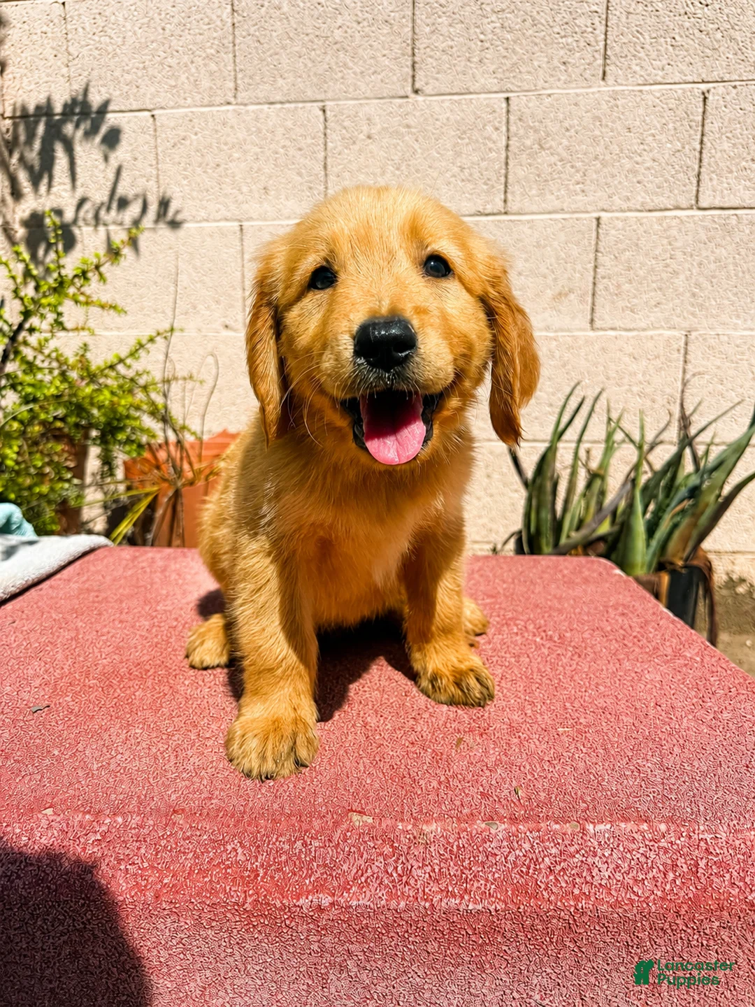 Golden Retriever dogs for sale: Golden Retriever 2 - Ad 1