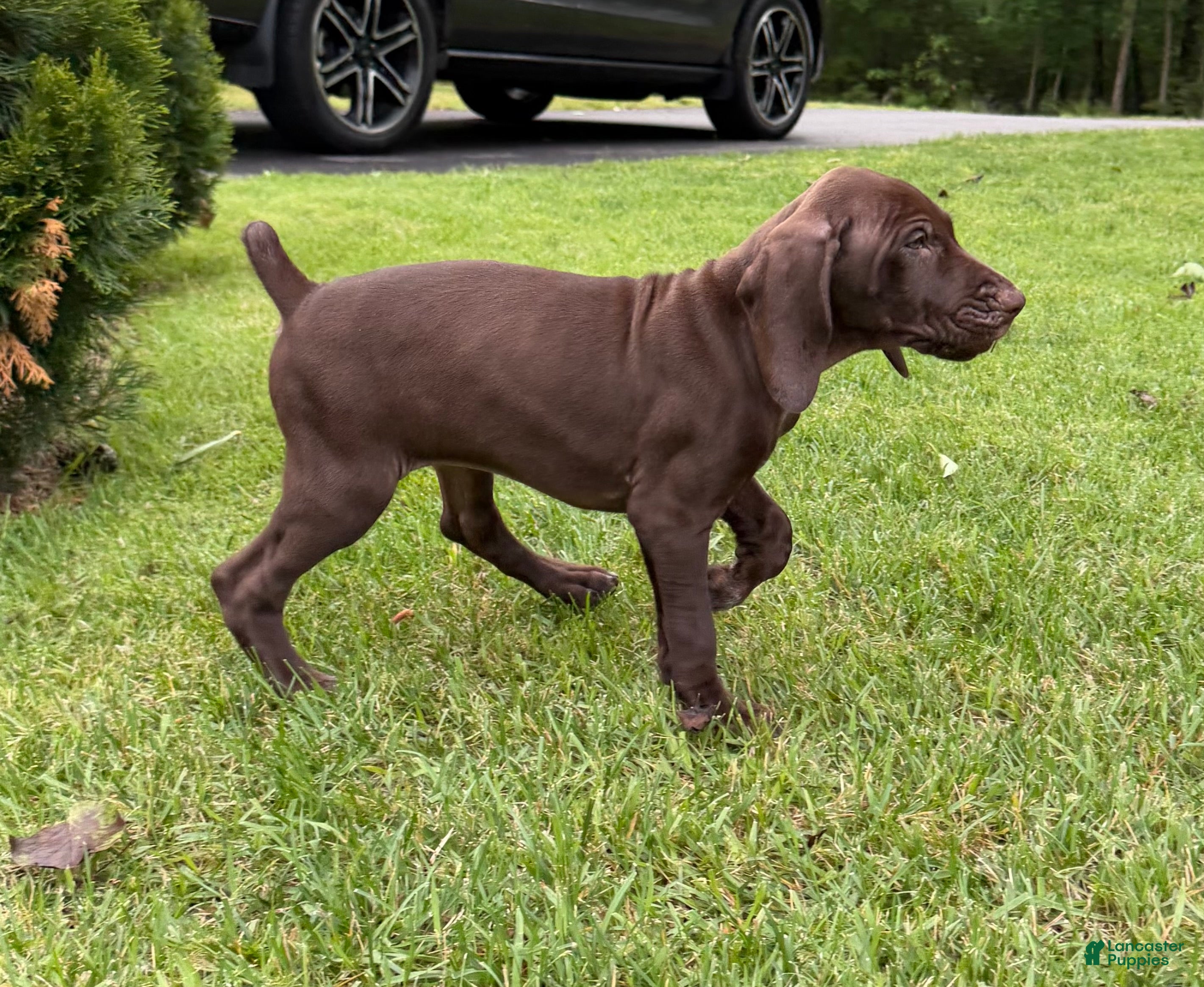 German Shorthaired Pointer dogs Maple - Ad 13